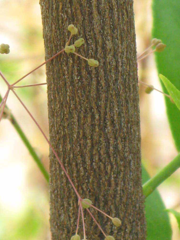            Bark (Persian, Winter Haven, FL)   
